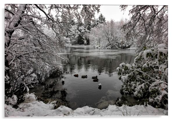 Coppice Pond Snow - 06 Acrylic by Trevor Camp