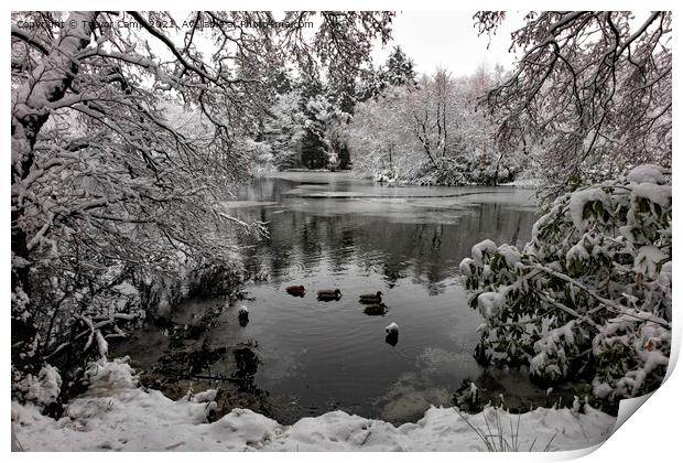 Coppice Pond Snow - 06 Print by Trevor Camp