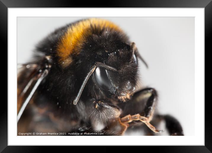Bumble Bee Framed Mounted Print by Graham Prentice