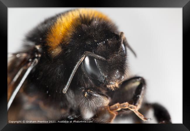 Bumble Bee Framed Print by Graham Prentice