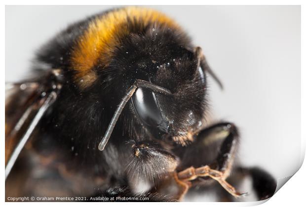 Bumble Bee Print by Graham Prentice