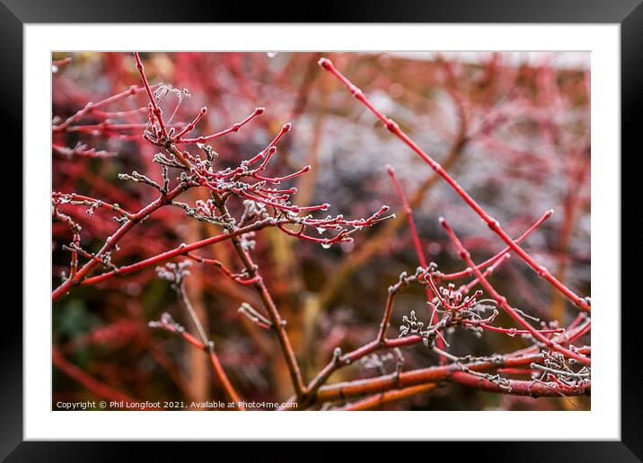 Japanese Maple after a frosty night  Framed Mounted Print by Phil Longfoot