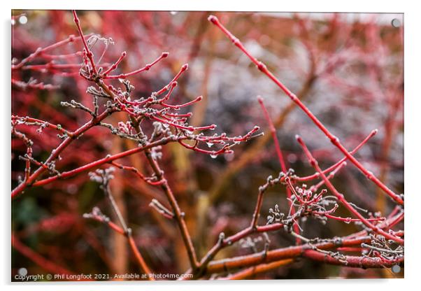 Japanese Maple after a frosty night  Acrylic by Phil Longfoot