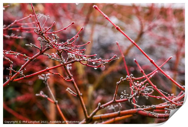Japanese Maple after a frosty night  Print by Phil Longfoot