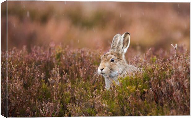 Mountain Hare. Canvas Print by Carl Day