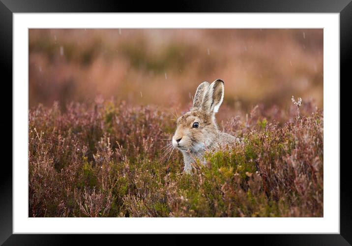 Mountain Hare. Framed Mounted Print by Carl Day
