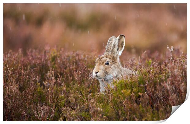 Mountain Hare. Print by Carl Day