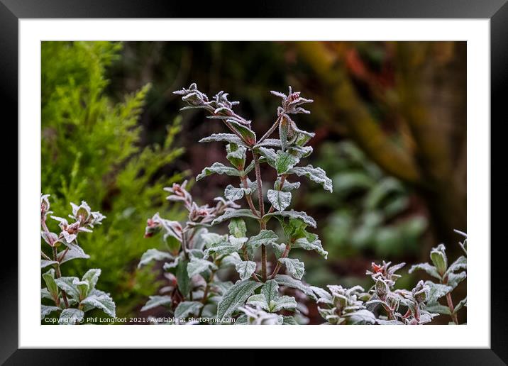 Frosty plant in an suburban garden Framed Mounted Print by Phil Longfoot