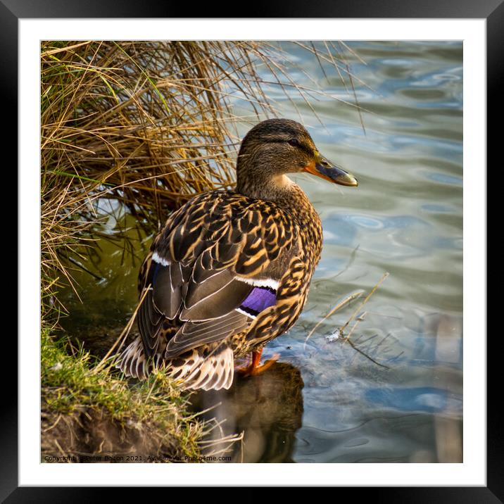 Mallard Duck  (Anas platyrhynchos) Framed Mounted Print by Peter Bolton