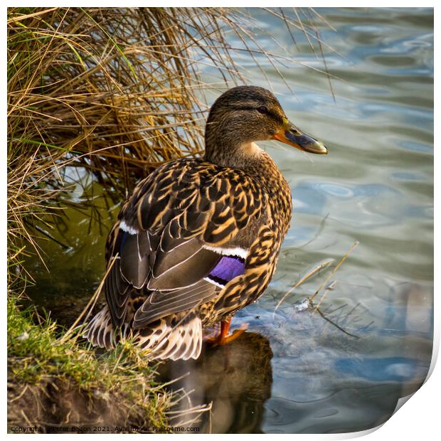 Mallard Duck  (Anas platyrhynchos) Print by Peter Bolton