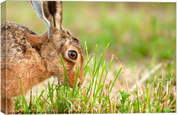 Wild hare in amazing close up detail Canvas Print by Simon Bratt LRPS