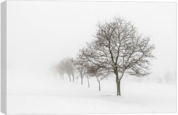 Whiteout  Canvas Print by chris smith