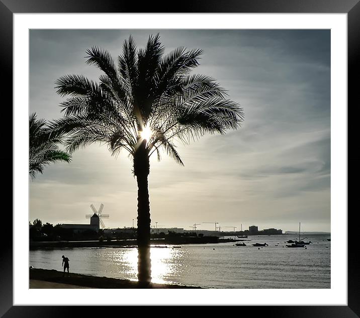 Palm Tree Framed Mounted Print by Sam Smith