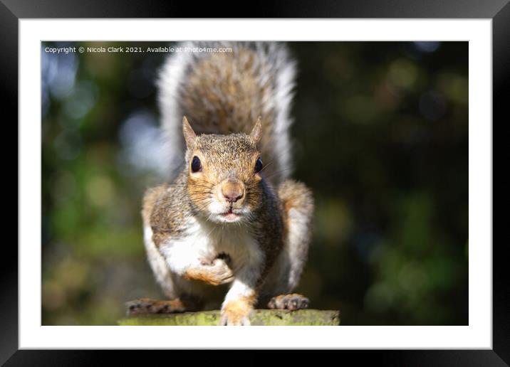 Majestic Grey Squirrel Framed Mounted Print by Nicola Clark