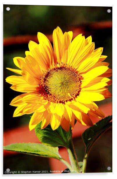 Sunflower. Acrylic by Stephen Hamer