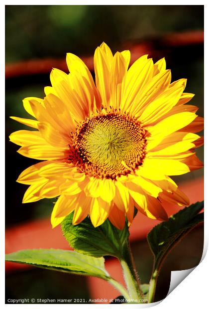 Sunflower. Print by Stephen Hamer
