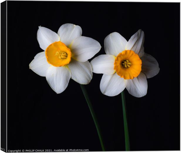 Double Daffodil 23 Canvas Print by PHILIP CHALK