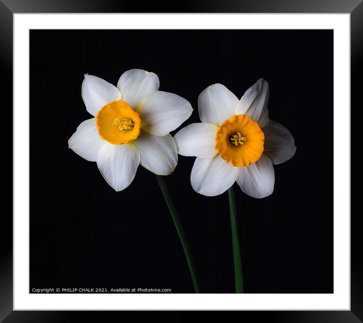 Double Daffodil 23 Framed Mounted Print by PHILIP CHALK