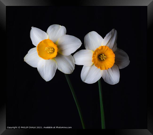 Double Daffodil 23 Framed Print by PHILIP CHALK