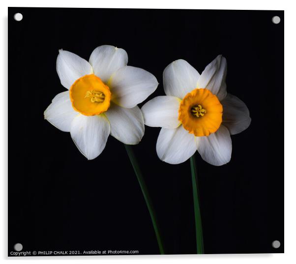 Double Daffodil 23 Acrylic by PHILIP CHALK