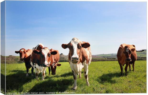 Ayrshire cattle  Canvas Print by Stephen Hamer