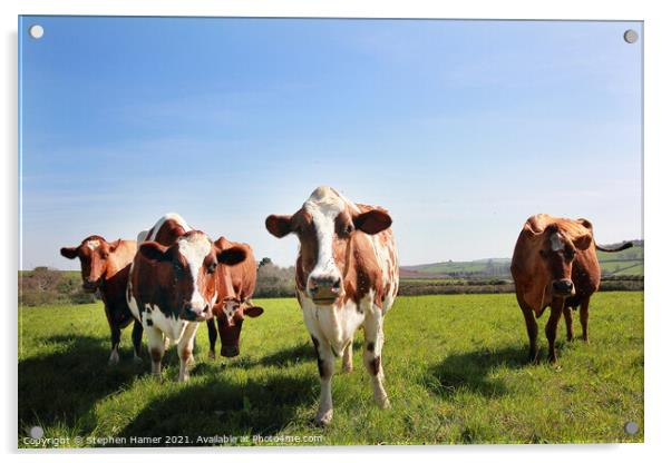 Ayrshire cattle  Acrylic by Stephen Hamer