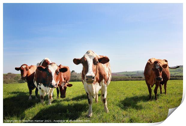 Ayrshire cattle  Print by Stephen Hamer