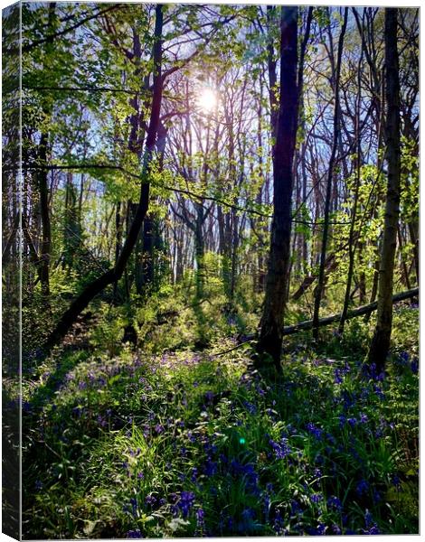 Bluebell Hill  Canvas Print by Colin Richards