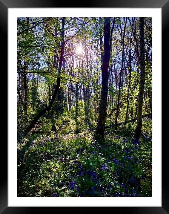 Bluebell Hill  Framed Mounted Print by Colin Richards