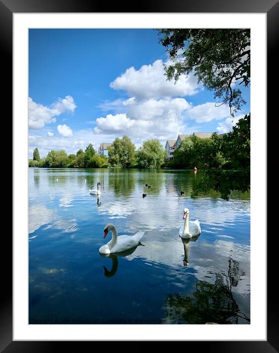 Swan Lake  Framed Mounted Print by Colin Richards