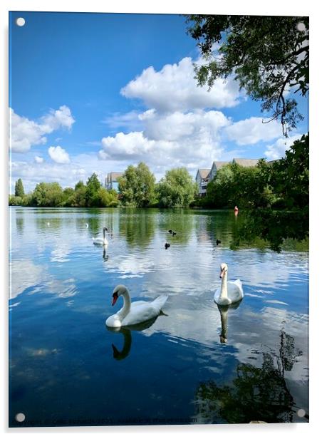 Swan Lake  Acrylic by Colin Richards