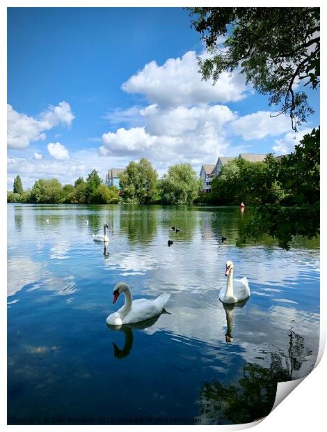 Swan Lake  Print by Colin Richards