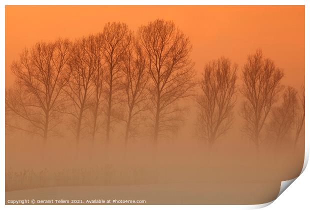 Trees in freezing mist, The fens, Norfolk, England, UK Print by Geraint Tellem ARPS