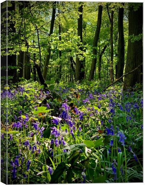 Bluebell Canvas Print by Colin Richards