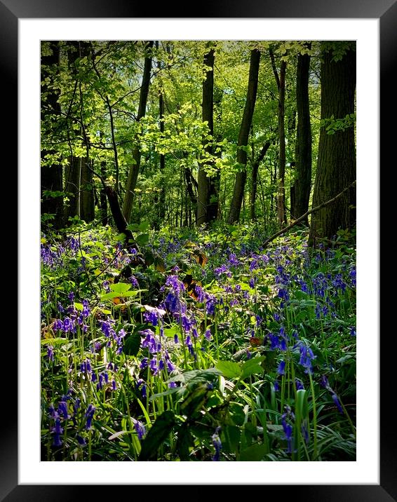 Bluebell Framed Mounted Print by Colin Richards