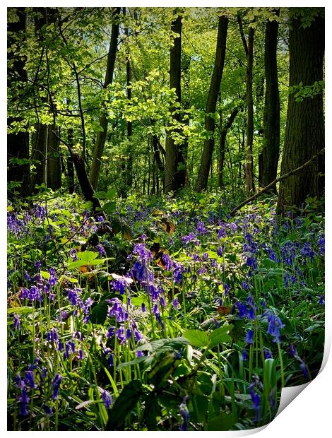 Bluebell Print by Colin Richards
