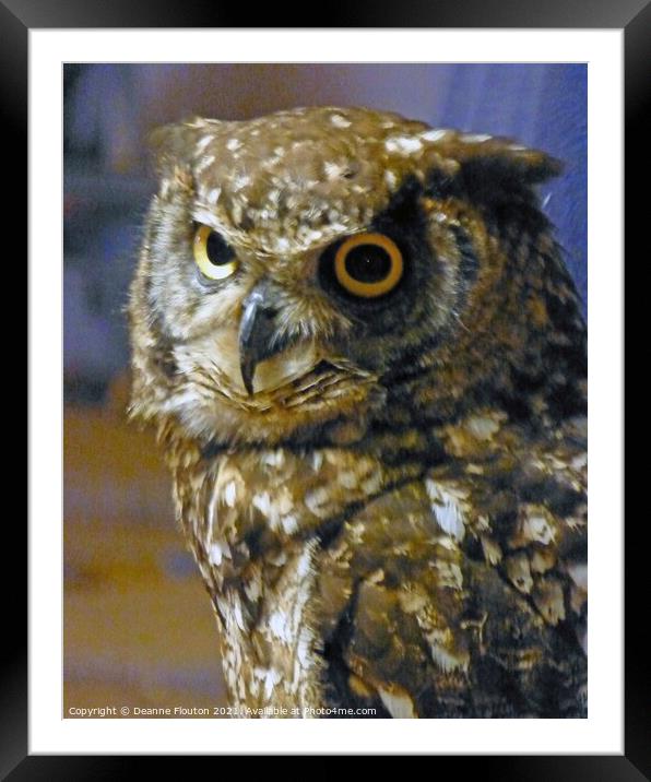 Eurasian Owl in Menorca Framed Mounted Print by Deanne Flouton