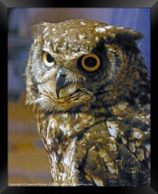 Eurasian Owl in Menorca Framed Print by Deanne Flouton