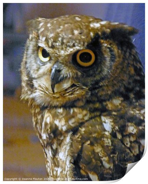 Eurasian Owl in Menorca Print by Deanne Flouton