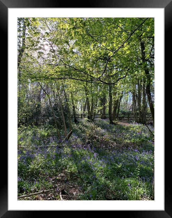 Dappled Light  Framed Mounted Print by Colin Richards