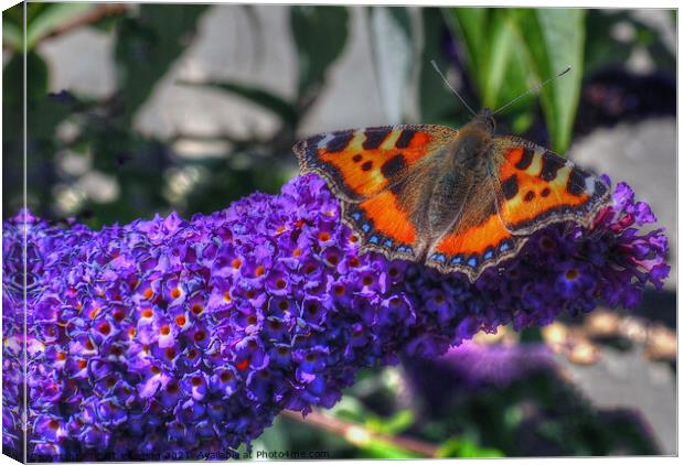 Tortoise Shell Butterfly on Buddleia Scotland Canvas Print by OBT imaging