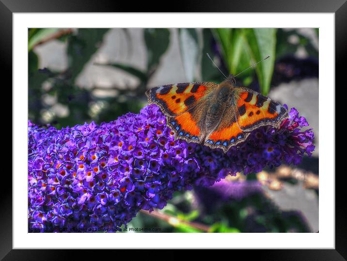 Tortoise Shell Butterfly on Buddleia Scotland Framed Mounted Print by OBT imaging