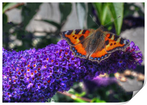 Tortoise Shell Butterfly on Buddleia Scotland Print by OBT imaging