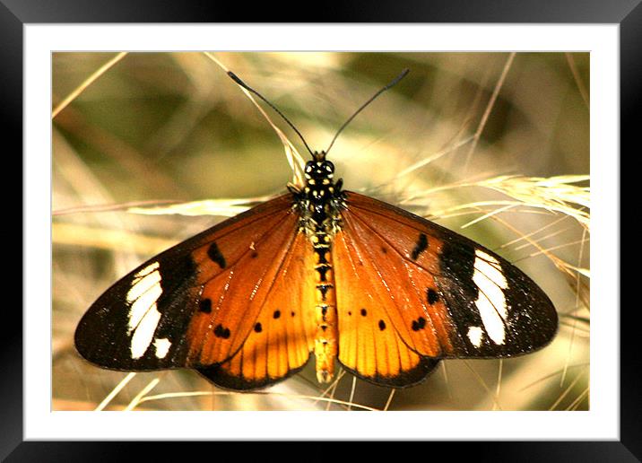 The Butterfly resting Framed Mounted Print by Hush Naidoo