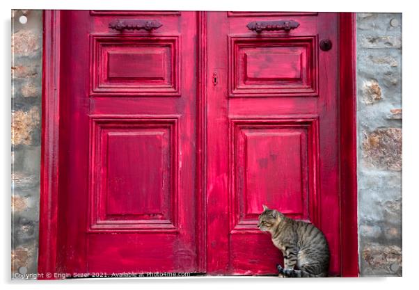 Cute Tabby Cat is Sitting Beside Red Wooden House Door Acrylic by Engin Sezer