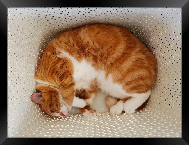 Ginger Cat Sleeping In A Laundry Basket Framed Print by Cosmin Iftode