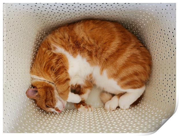 Ginger Cat Sleeping In A Laundry Basket Print by Cosmin Iftode