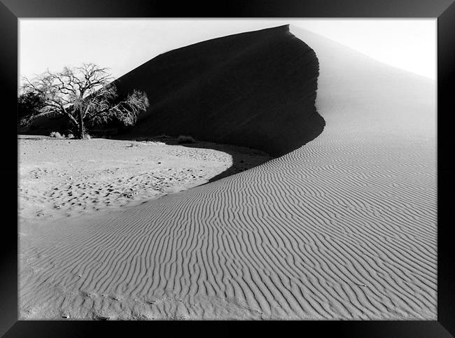 Dune 45 and a Lonesome Tree Framed Print by Serena Bowles