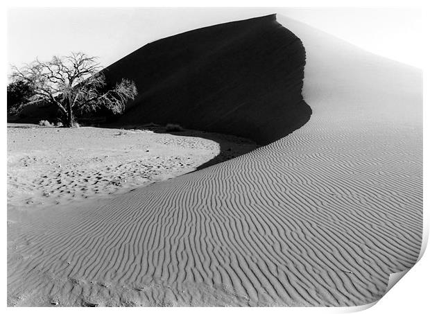 Dune 45 and a Lonesome Tree Print by Serena Bowles