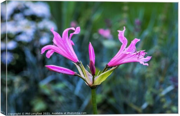 Nerines  Canvas Print by Phil Longfoot